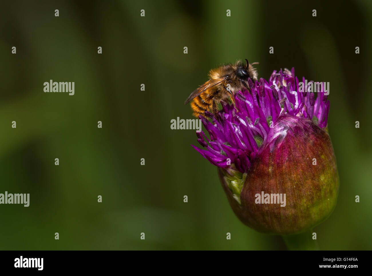 Red Mason Bee (Osmia simum) maschio alimentazione su allium fiore Foto Stock