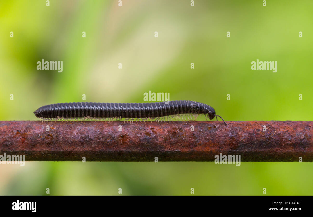 White-gambe millepiedi serpente (Tachypodoiulus niger) camminando lungo un arrugginito giardino supporto vegetale Foto Stock