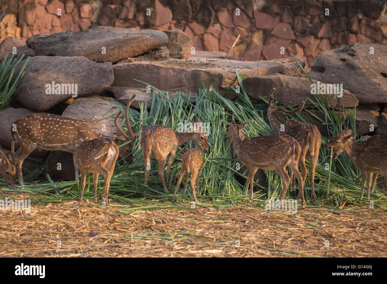 Chital, Cheetal, Pezzata caprioli, cervi asse mangiare erba Foto Stock