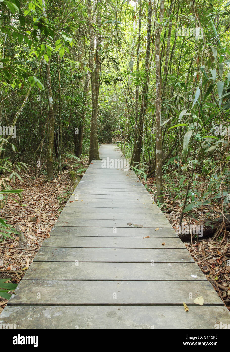 Passerella in legno in foresta, Parco nazionale Khao Yai, Thailandia Foto Stock