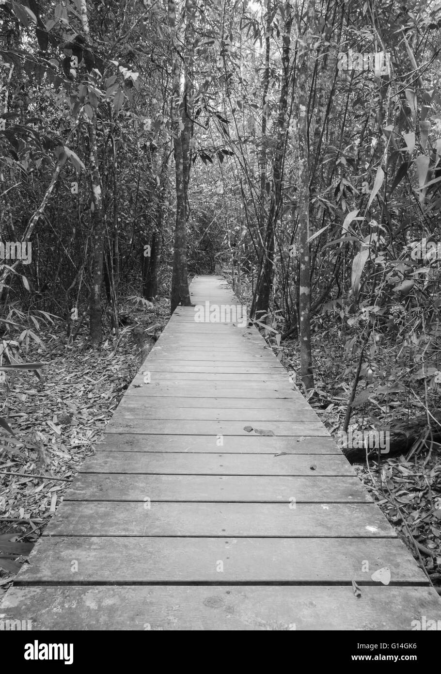 Passerella in legno in foresta, Parco nazionale Khao Yai, Thailandia (bianco e nero) Foto Stock