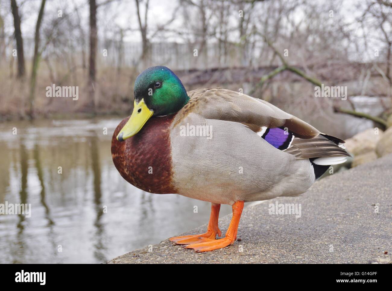 Un maschio di Mallard duck con Capo Verde Foto Stock