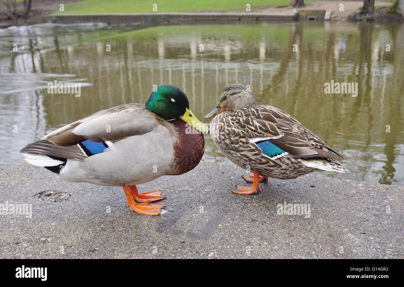 Un Mallard duck giovane Foto Stock