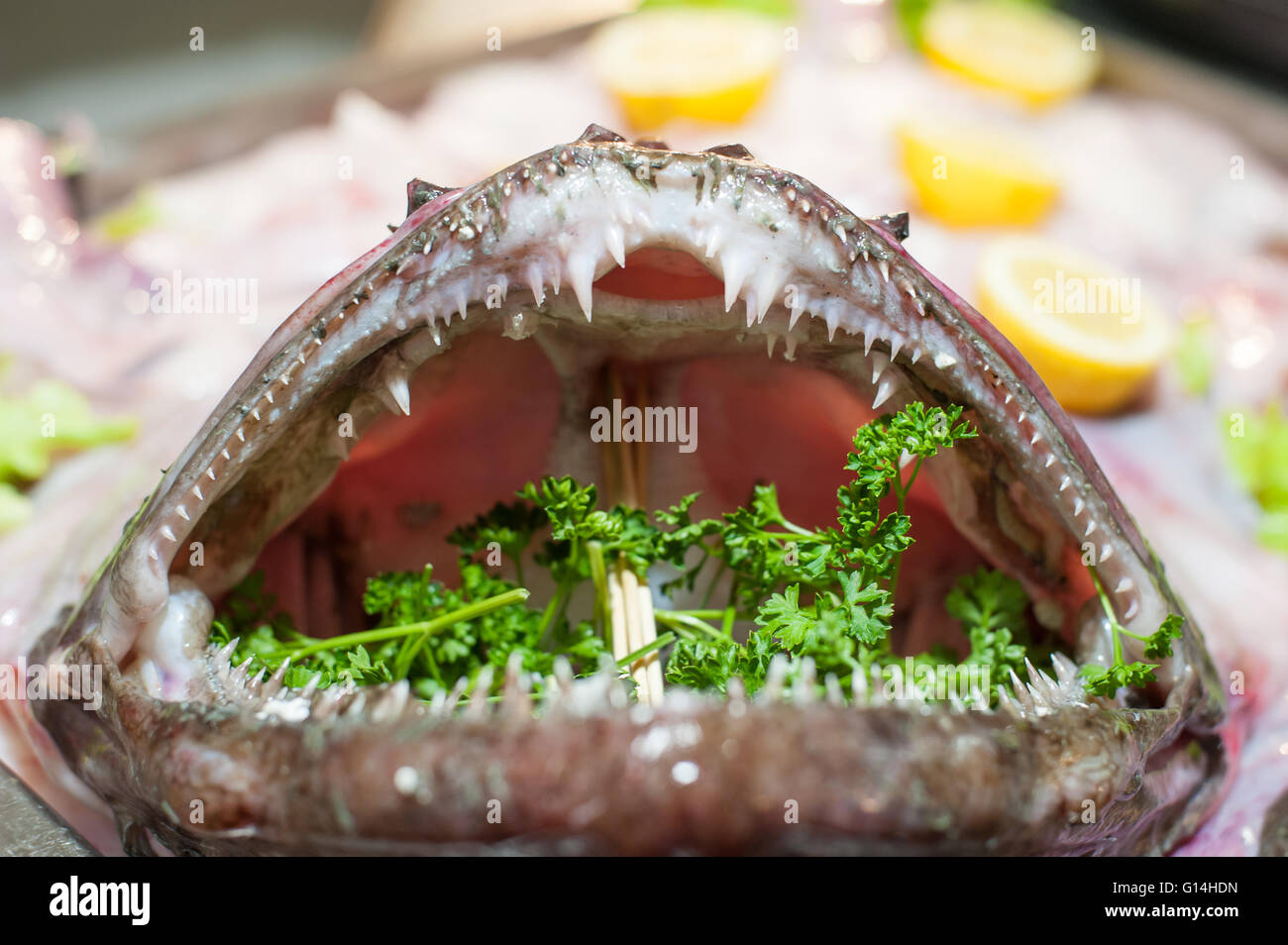 Bocca di rana pescatrice scary closeup con denti preparati nel ristorante verde con prezzemolo e limone Foto Stock