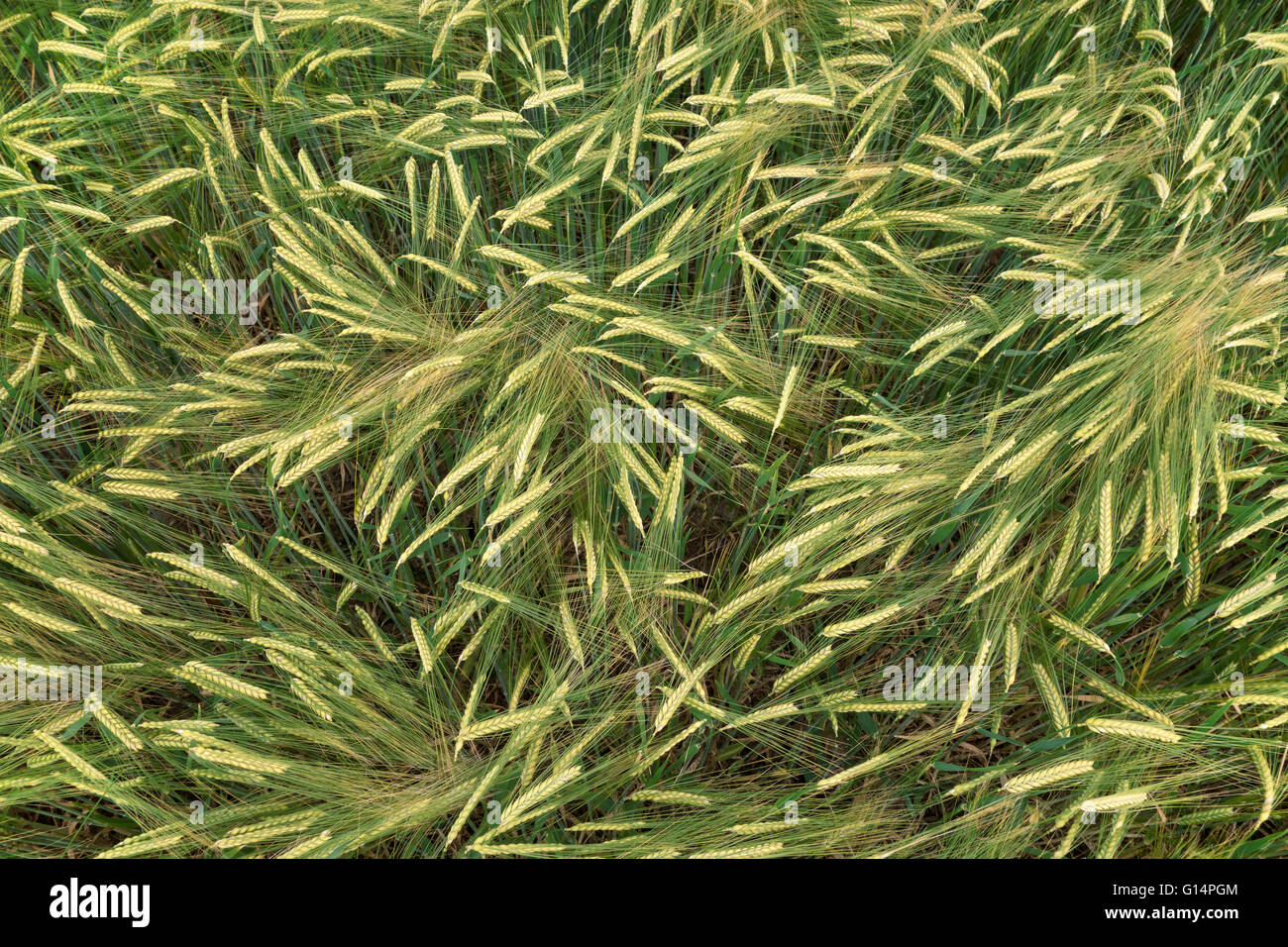 Orzo verde in crescita Foto Stock