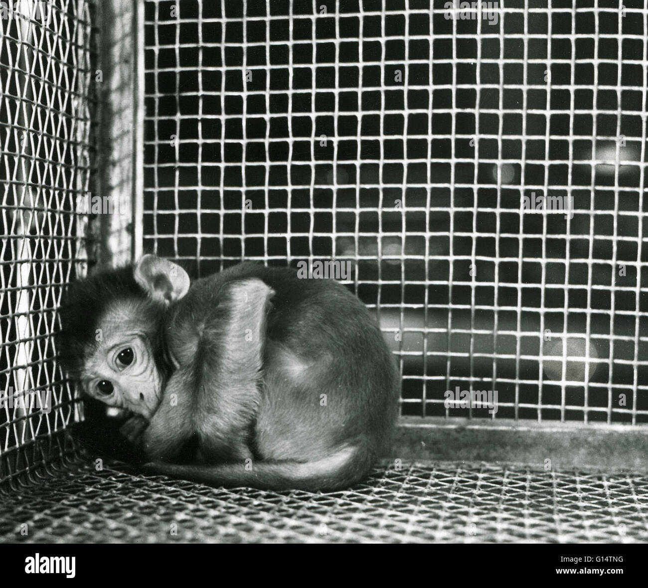Un neonato di scimmia Rhesus (macaca mulatta) in una gabbia durante un esperimento sugli animali. Privazione materna esperimenti eseguiti da Harry Harlow dell'Università del Wisconsin negli anni cinquanta coinvolti la separazione di scimmie nascenti dalle loro madri e allevamento di loro Foto Stock
