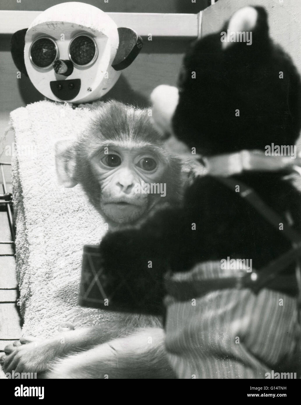 Un neonato di scimmia Rhesus (macaca mulatta) con panno di sua madre surrogata e un orsacchiotto durante un esperimento sugli animali. Privazione materna esperimenti eseguiti da Harry Harlow dell'Università del Wisconsin negli anni cinquanta coinvolti separazione monke infantile Foto Stock