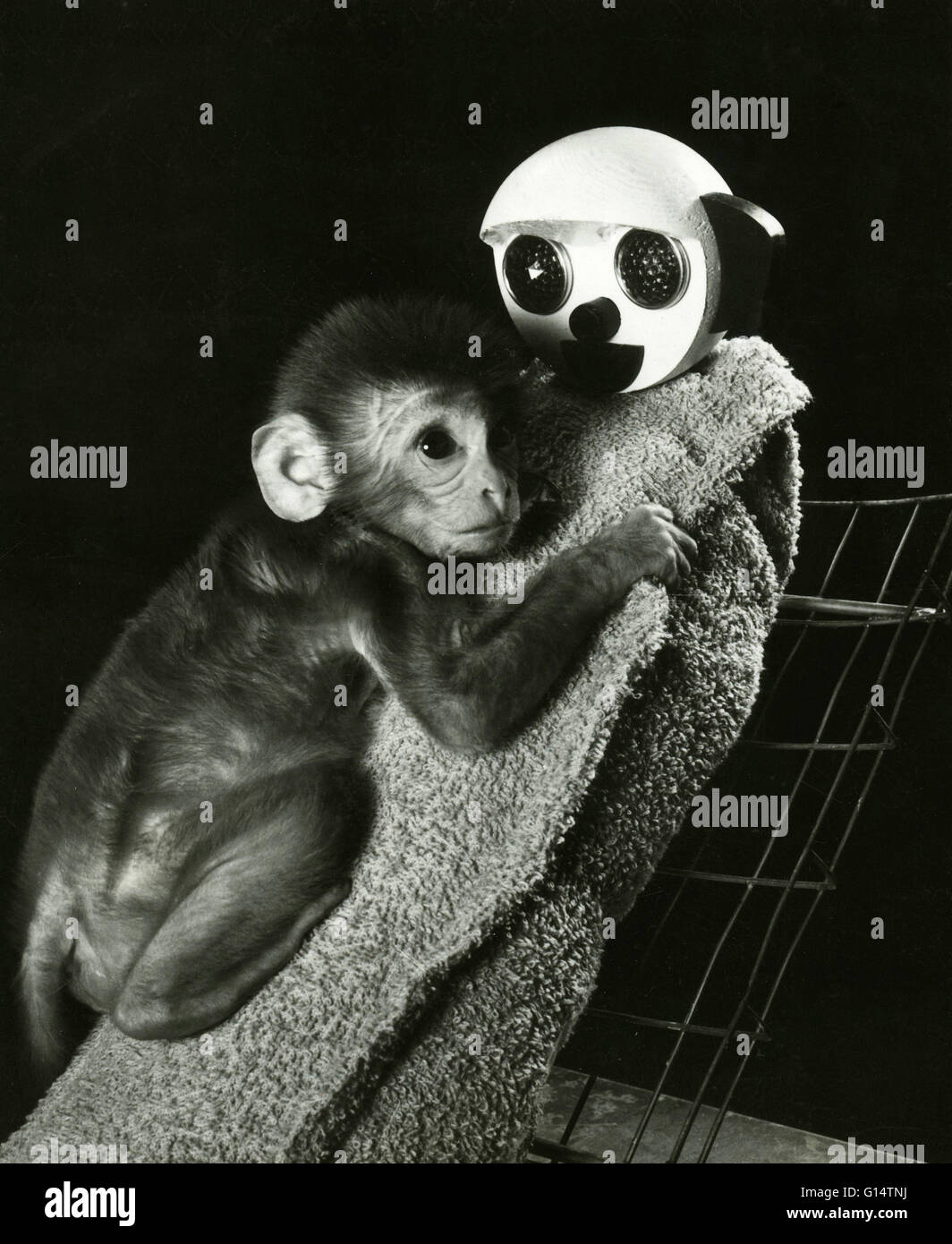 Un neonato di scimmia Rhesus (macaca mulatta) con panno di sua madre surrogata durante un esperimento sugli animali. Privazione materna esperimenti eseguiti da Harry Harlow dell'Università del Wisconsin negli anni cinquanta coinvolti la separazione di neonati scimmie da loro mot Foto Stock