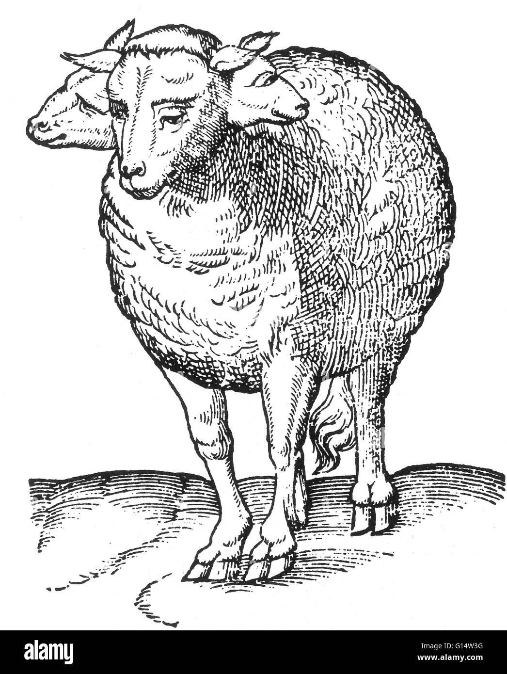 Xilografia di un 'agnello con tre teste' da des Monstres et prodiges da Ambroise Paré, 1573. Des Monstres viene riempito con gli account non comprovate di diavoli di mare, marine scrofe e animali mostruosi di volti umani. Con la sua ampia discussione di reproducti Foto Stock