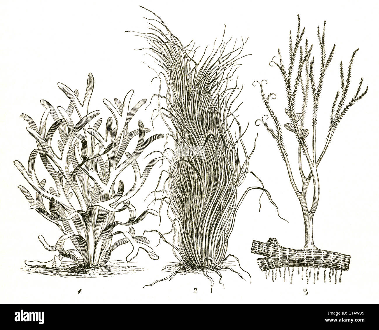 Tre tipi di piante del Periodo Devoniano, compresi Psilophyton (1), Zostera (2) e alghe fucoid (3). Illustrazione da Louis Figuier il mondo prima del diluvio, 1867 edizione americana. Foto Stock