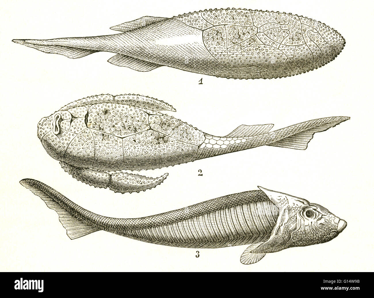 Tre tipi di pesce corazzato dal periodo Devoniano, compresi Coccosteus (1), Pterichthys (2) e Cephalaspis (3). Illustrazione da Louis Figuier il mondo prima del diluvio, 1867 edizione americana. Foto Stock