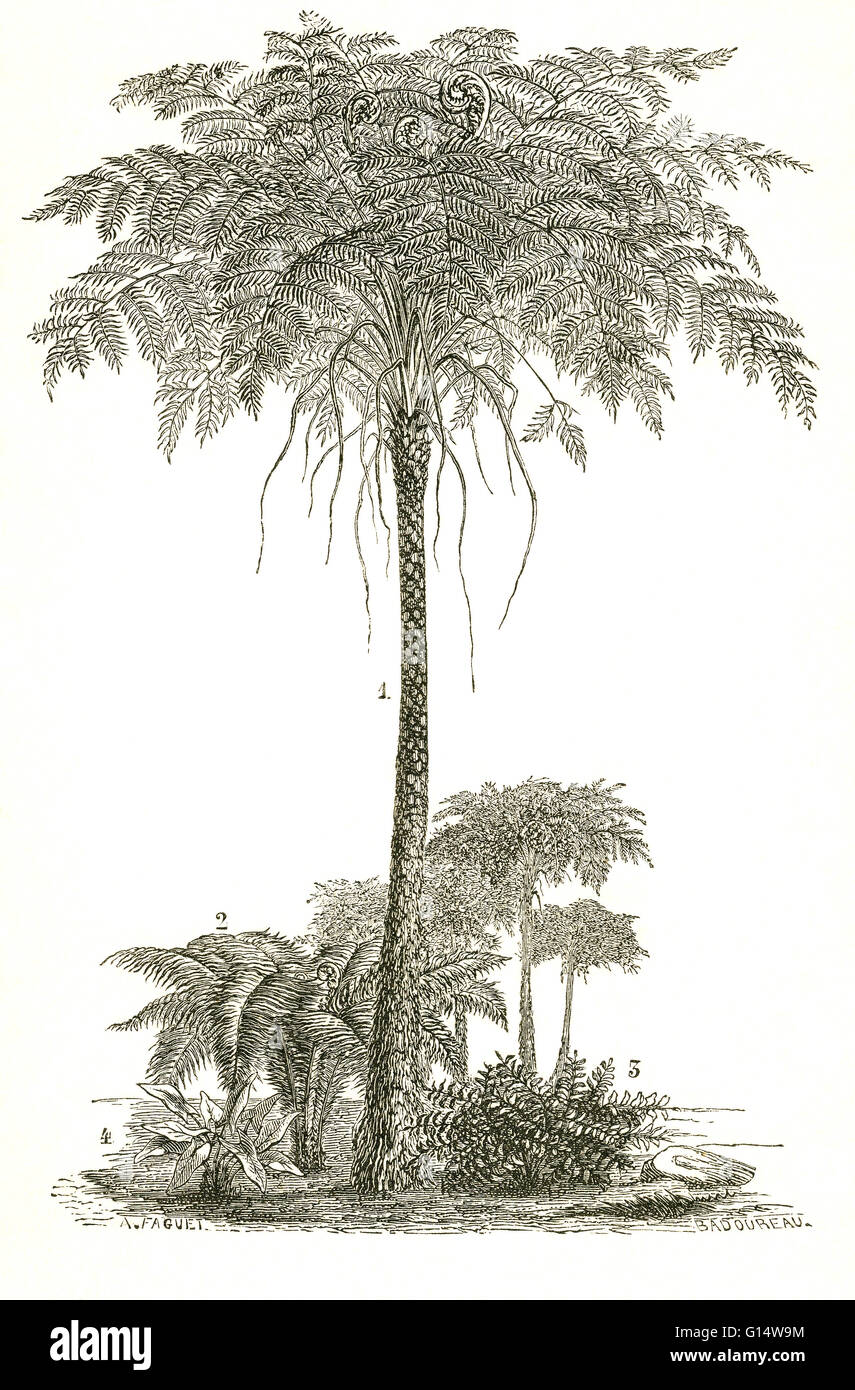 Arborescente e felci erbacee dal periodo Carbonifero. Illustrazione da Louis Figuier il mondo prima del diluvio, 1867 edizione americana. Foto Stock