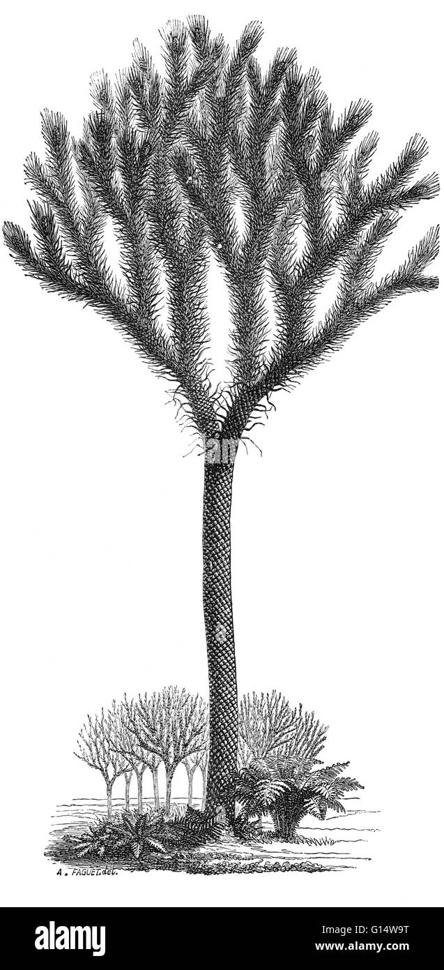 Illustrazione di un 40 piedi di altezza sternbergii Lepidodendron, un grande albero come pianta dal periodo Carbonifero, da Louis Figuier il mondo prima del diluvio, 1867 edizione americana. Foto Stock