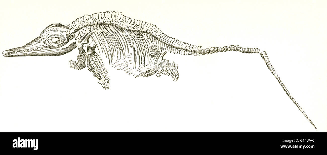 Illustrazione di un fossile ichthyosaur (Ichthyosaurus communis) da Louis Figuier il mondo prima del diluvio, 1867 edizione americana. Ichthyosaurs erano rettili marini con un corpo simile a un delfino. Hanno usato i loro denti conici per alimentare il cephalo Foto Stock
