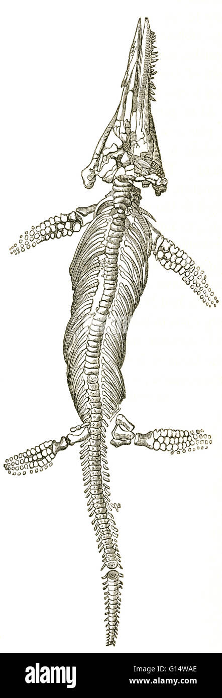Illustrazione di un ichthyosaur (Ichthyosaurus platydon) da Louis Figuier il mondo prima del diluvio, 1867 edizione americana. Figuier descrive l'Ichthyosaur come avente 'il muso di un focena, la testa di una lucertola, le ganasce e i denti di un coccodrillo Foto Stock