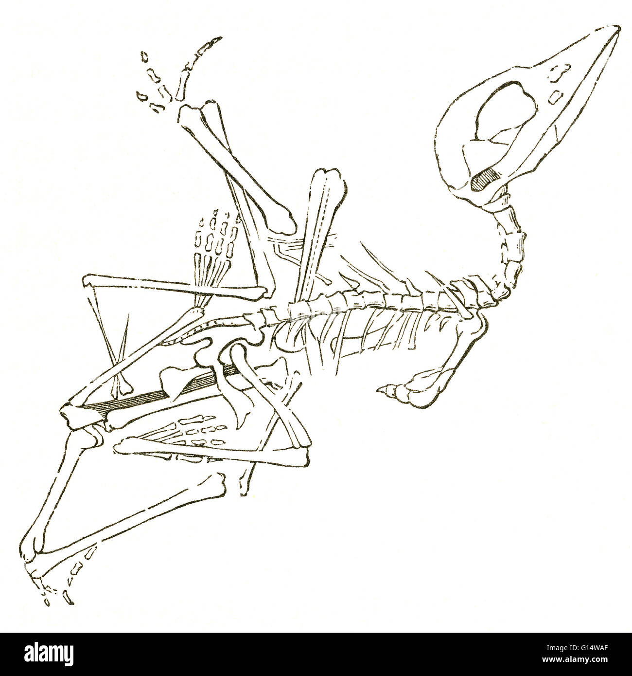Illustrazione di un fossile pterodactyl (Pterodactylus brevirostris), da Louis Figuier il mondo prima del diluvio, 1867 edizione americana. Figuier descrive pterodactyls come "mezzo vampiro, semi-woodcock, coccodrillo con i denti." Questo è stato fossile discove Foto Stock