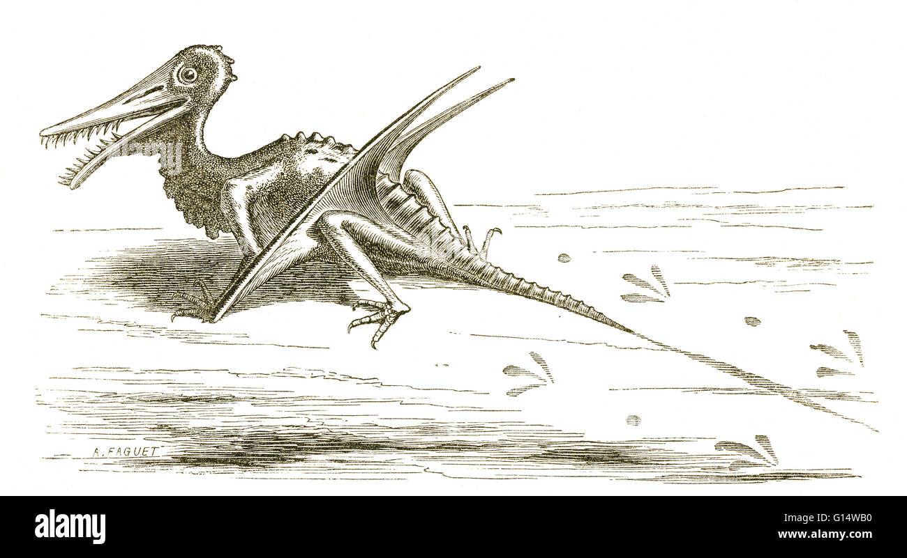 Illustrazione di Rhamphorhynchus, da Louis Figuier il mondo prima del diluvio, 1867 edizione americana. Rhamphorhynchus aveva una coda più pronunciata rispetto a un pterodactyl, e lasciò la sua coda- e piede di stampe in molti arenarie della metà del Giurassico. Foto Stock