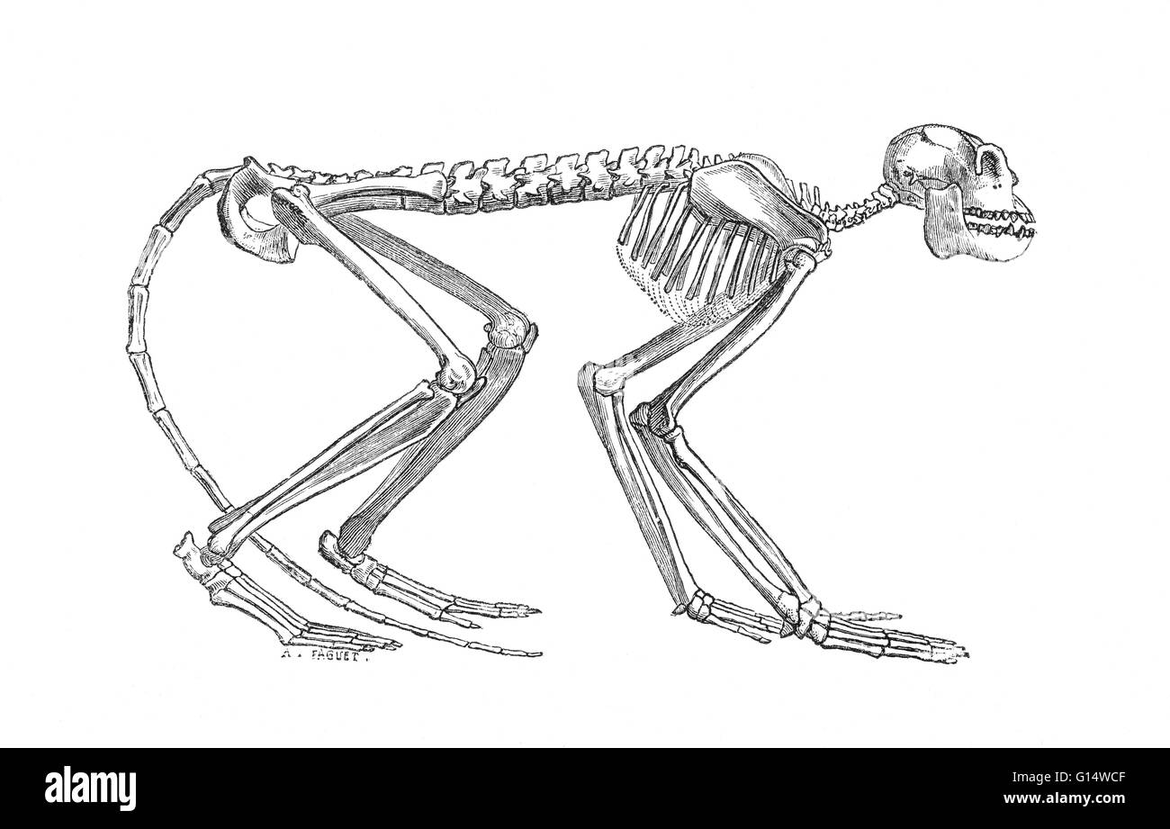 Illustrazione di uno scheletro di Mesopithecus, un vecchio mondo da scimmia del Miocene, da Louis Figuier il mondo prima del diluvio, 1867 edizione americana. Fossili di questa ricostruzione si basa su è stata riscontrata in Grecia. Foto Stock