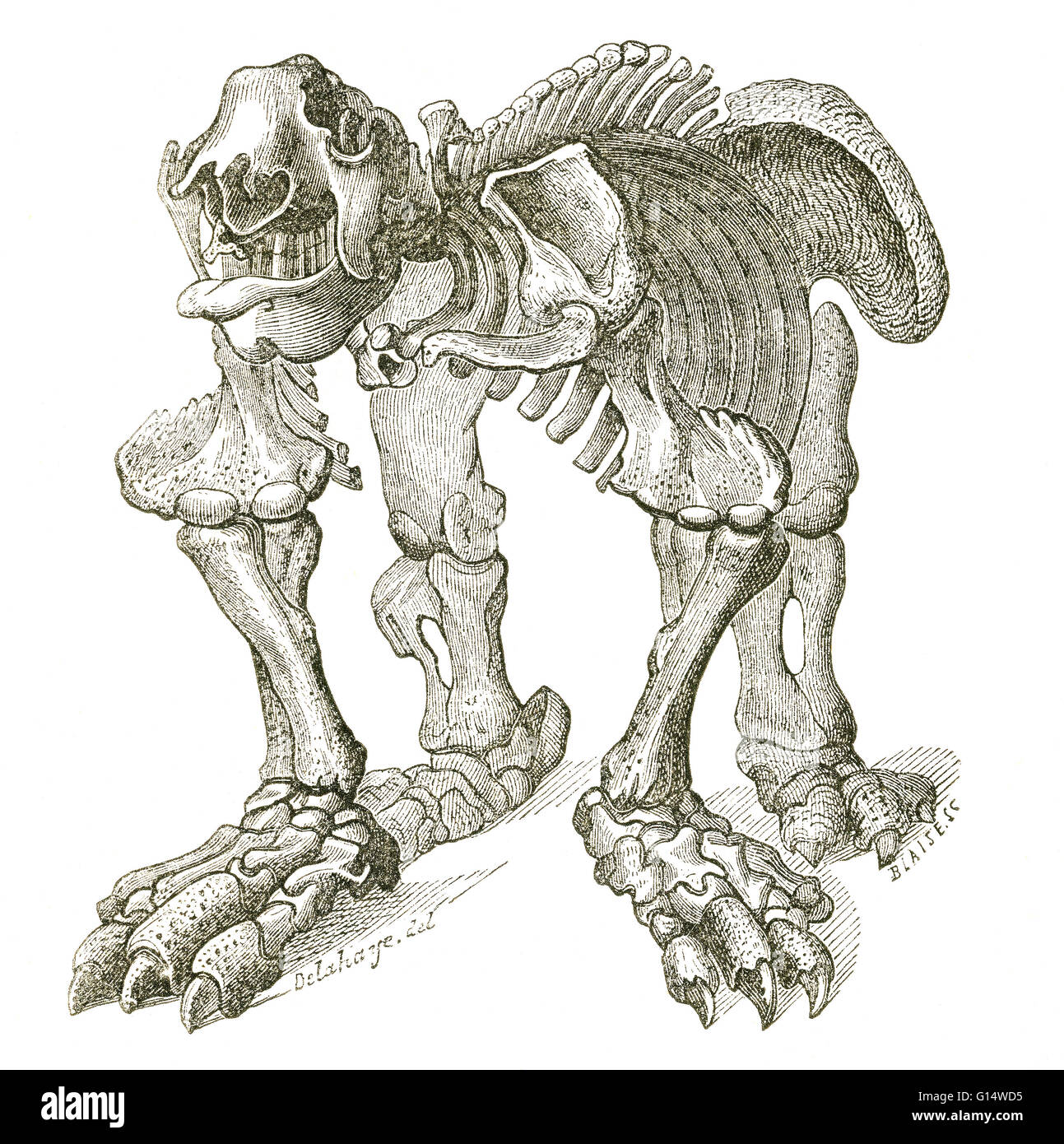 Megatherium (grande bestia) era un genere di elefante-massa di dimensioni bradipi endemica in America Centrale e America del Sud che ha vissuto Dal Pliocene attraverso epoche Pleistocene. Megatherium era uno dei più grandi mammiferi terrestri noto, di peso fino a 8 tonnellate, Foto Stock
