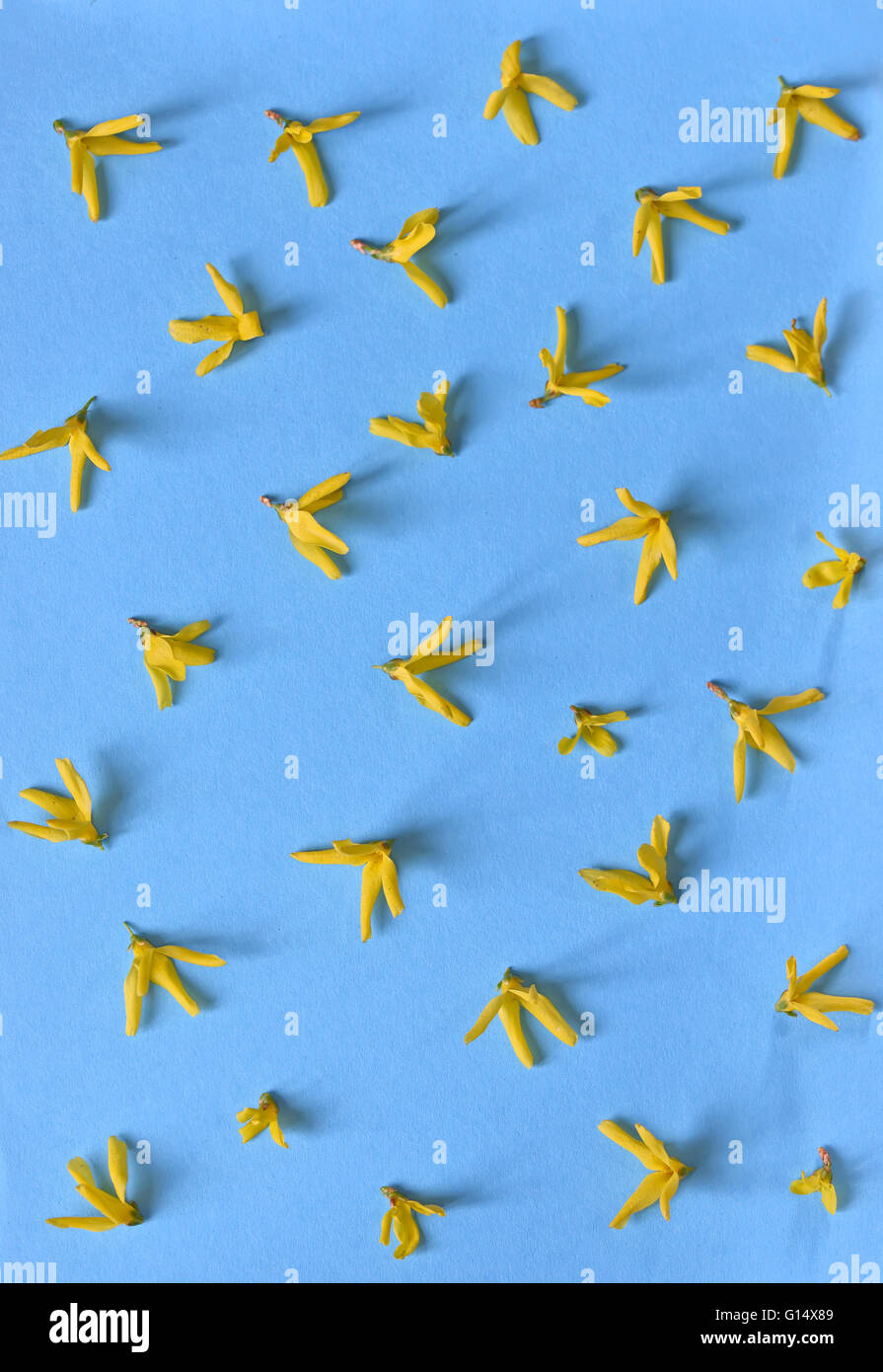 Molla gialla di forsitia fiori isolati su sfondo blu Foto Stock