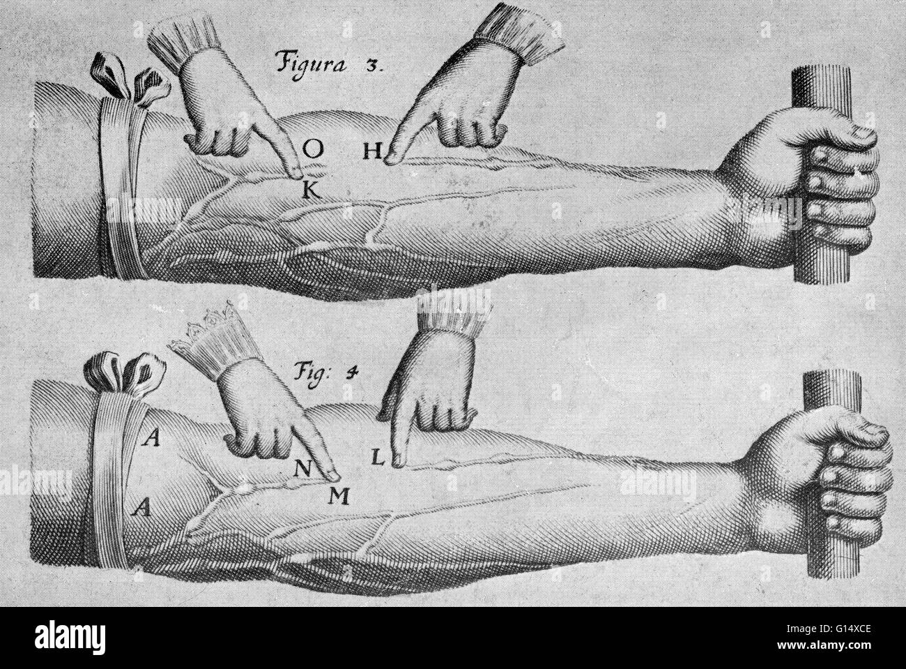 Una illustrazione storico da 'sul movimento del cuore e del sangue negli animali' (1628) dal medico inglese William Harvey (1578-1637). Questa immagine mostra le vene di un braccio con un laccio emostatico su di esso, che illustra il modo in cui le valvole nelle vene il controllo Foto Stock