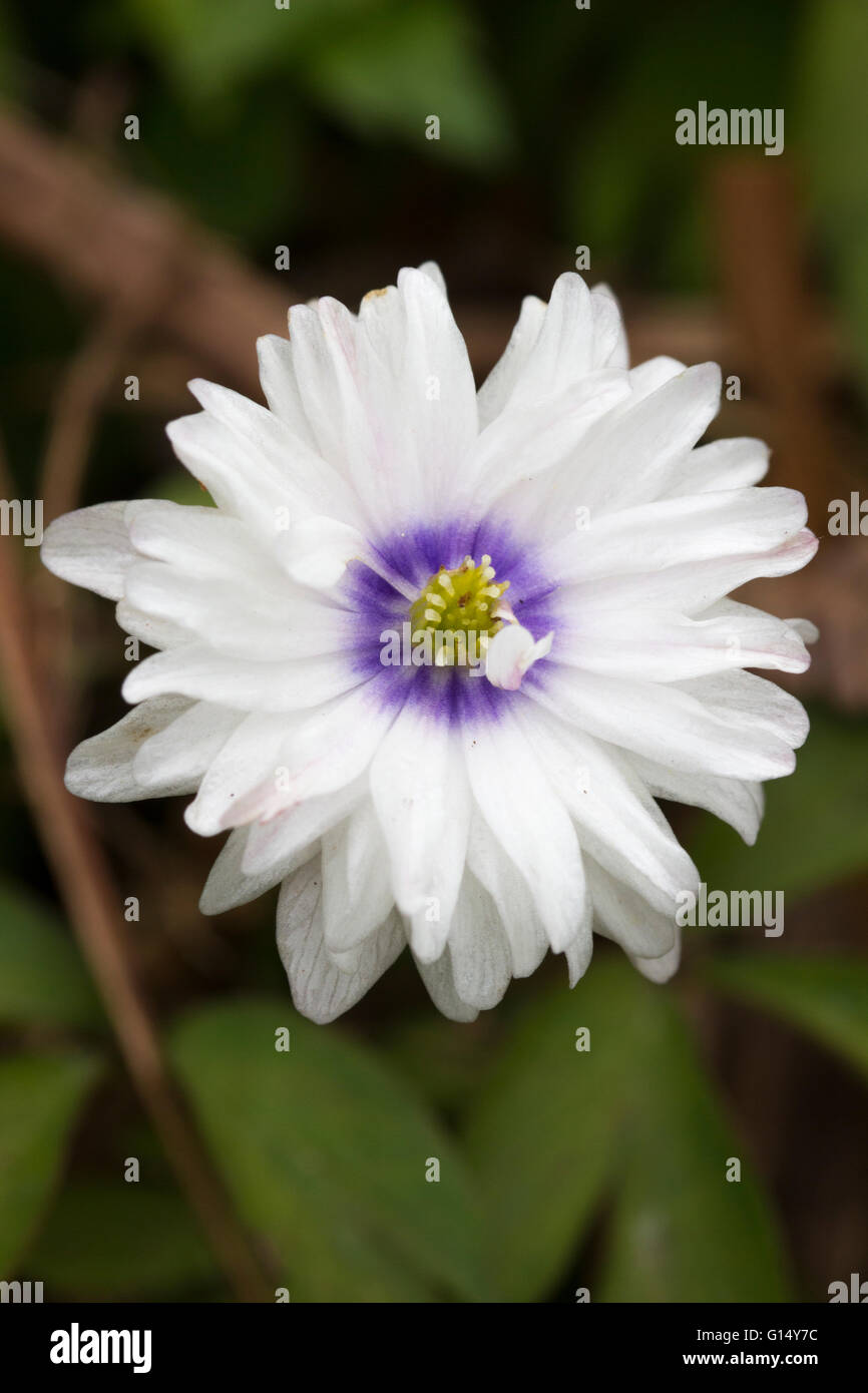 Blue centrato doppio fiore bianco varietà del legno anemone, Anemone nemorosa , 'occhi blu" Foto Stock