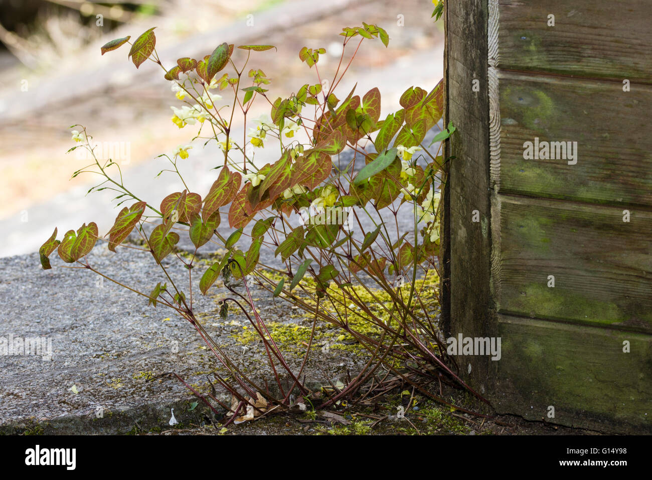Rosso contrassegnato con foglie e fiori di colore giallo della hybrid barrenwort, Epimedium x versicolor 'Sulphureum' Foto Stock