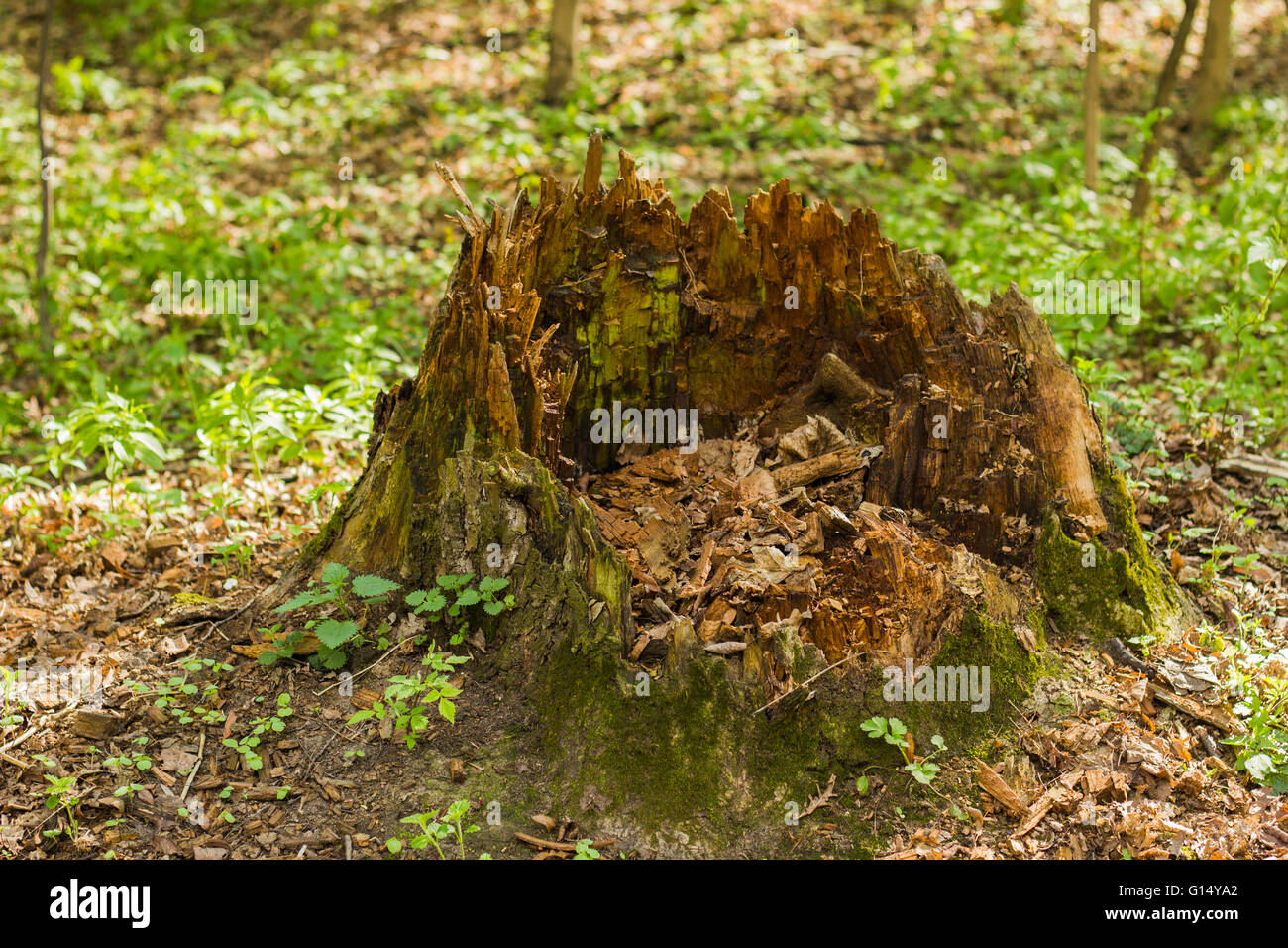 Grande vecchio marcio ceppo di albero in primavera Foto Stock