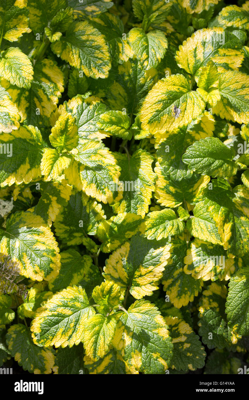 Oro fogliame variegato dell'ardito perenne pot herb Melissa officinalis 'aurea', golden melissa Foto Stock