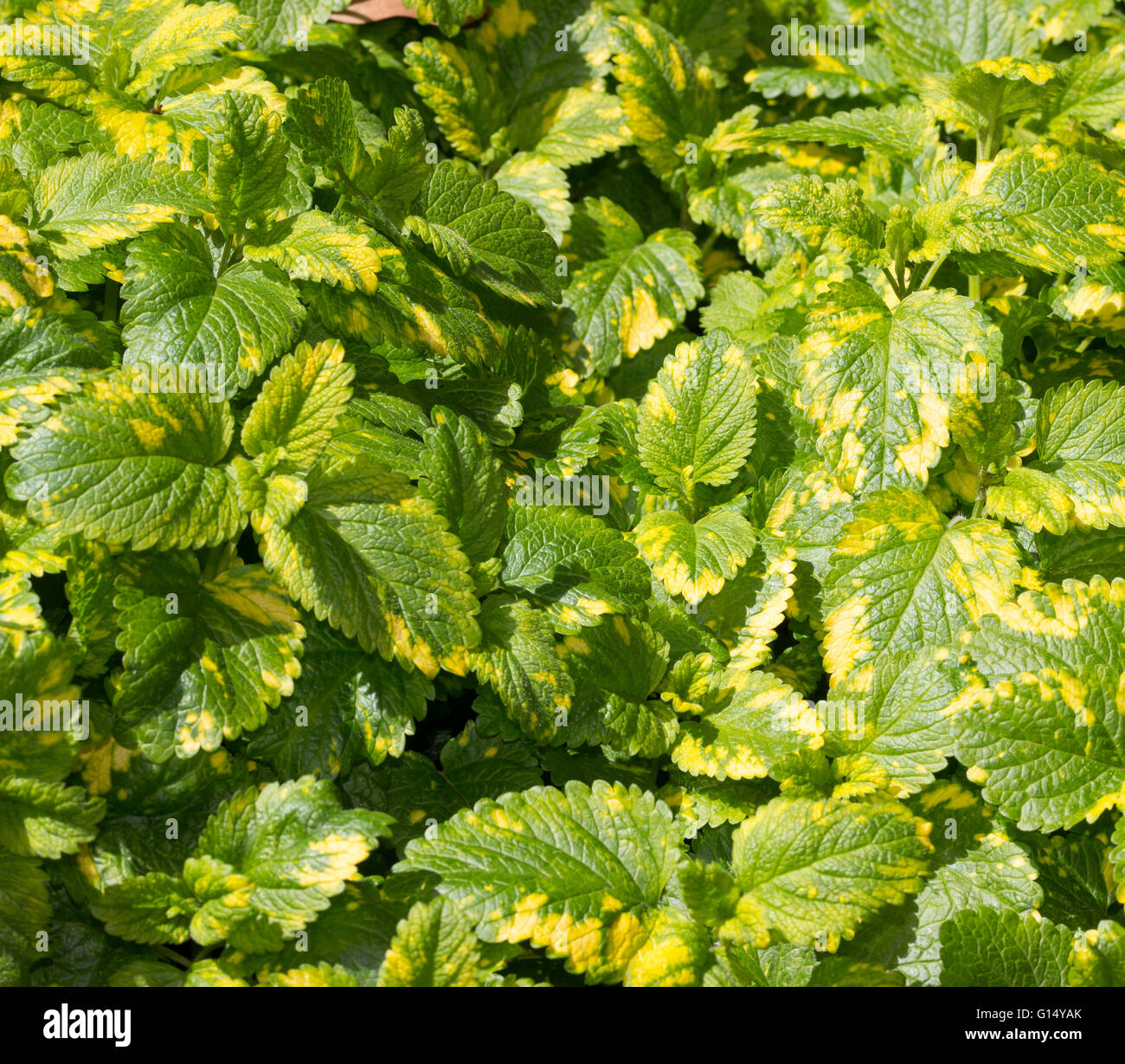 Oro fogliame variegato dell'ardito perenne pot herb Melissa officinalis 'aurea', golden melissa Foto Stock
