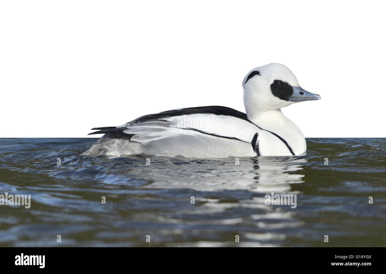 Smew - Mergus albellus - maschio Foto Stock