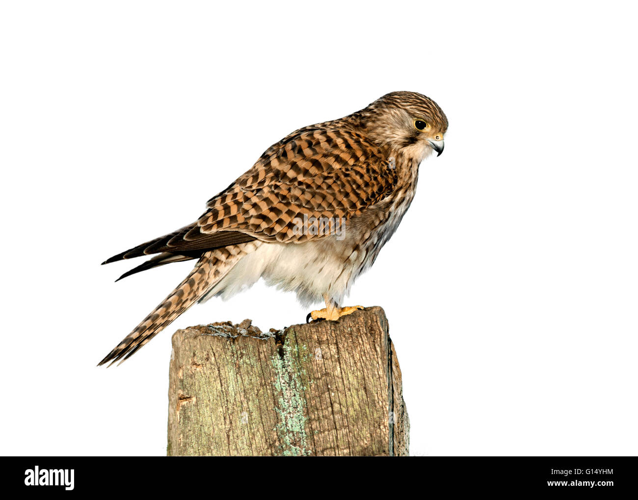 Il Gheppio - Falco tinnunculus Foto Stock