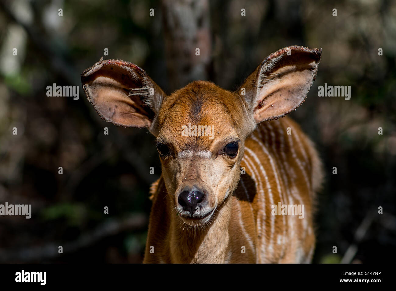 Ritratto di un giovane nyala Foto Stock