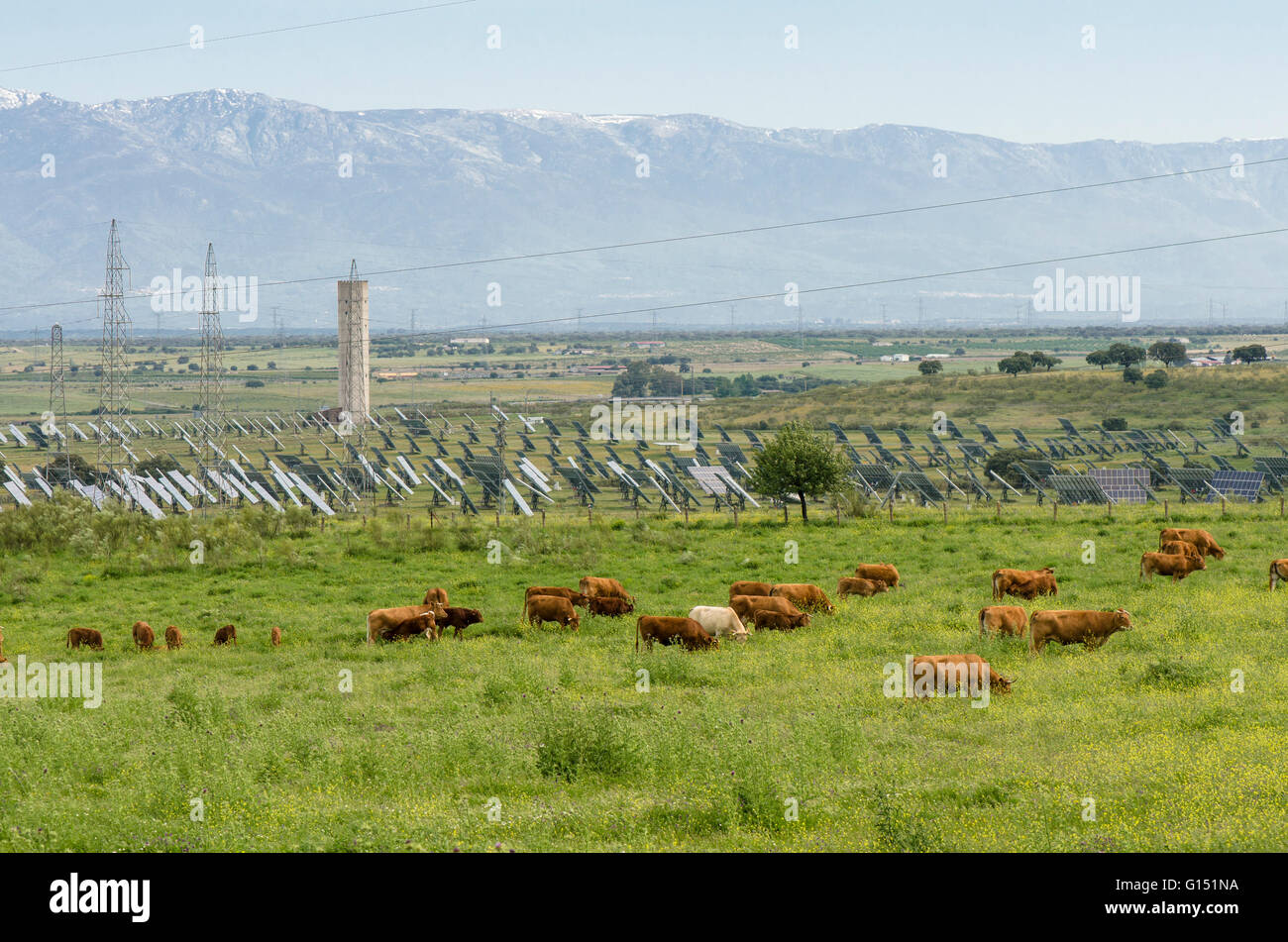 Le vacche di fronte a pannelli solari, avanti o impianto nucleare montagne sullo sfondo, Almaraz, Estremadura, Spagna. Foto Stock