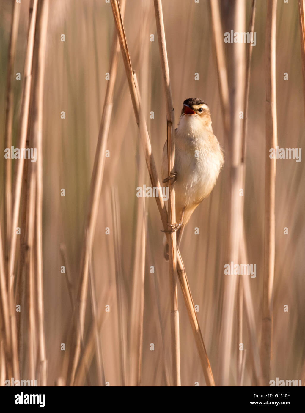 Sedge trillo (Acrocephalus schoenobaenus) cantare e arroccato sulla canna, Suffolk Foto Stock