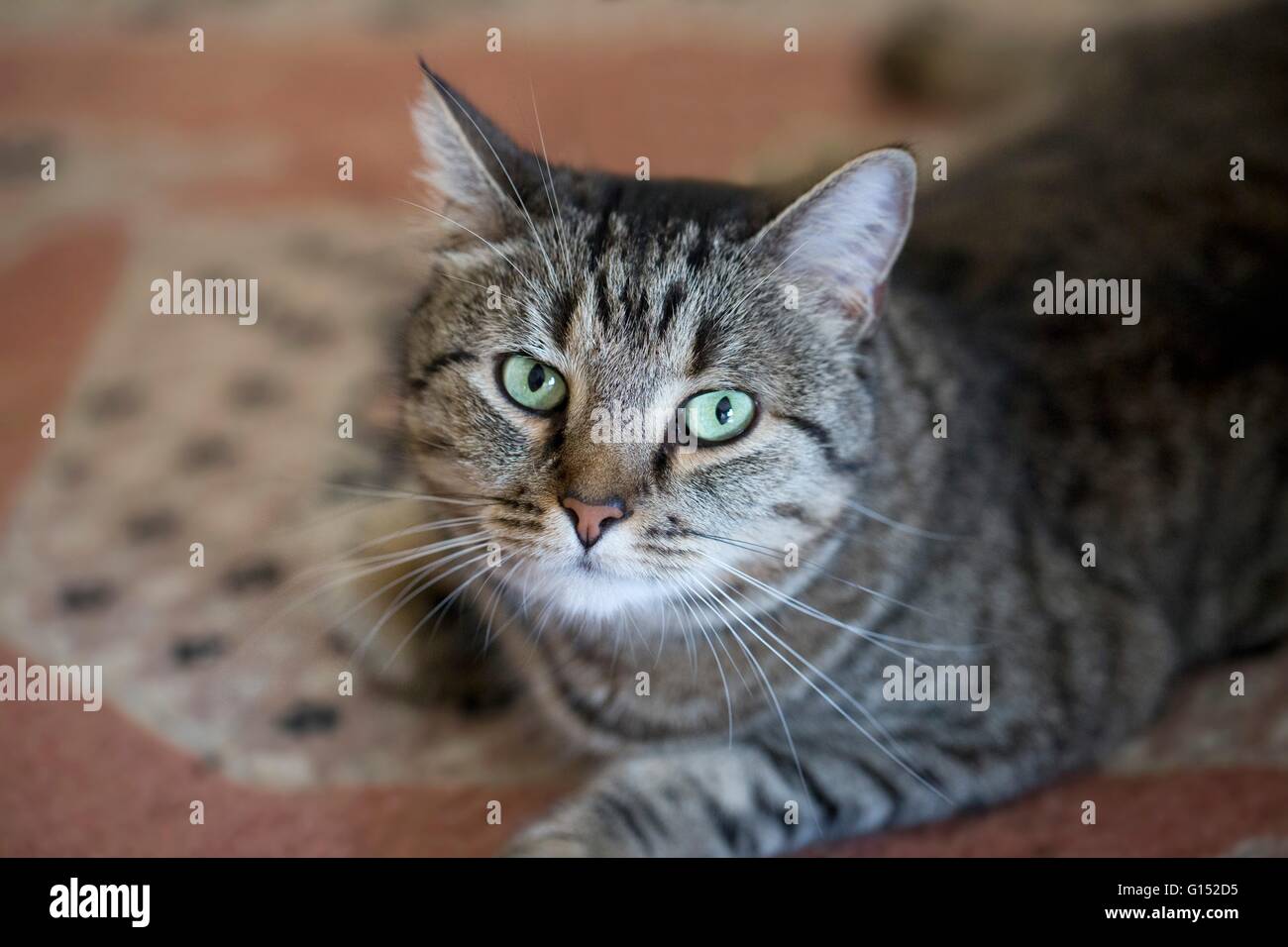Gatto di tabby Foto Stock
