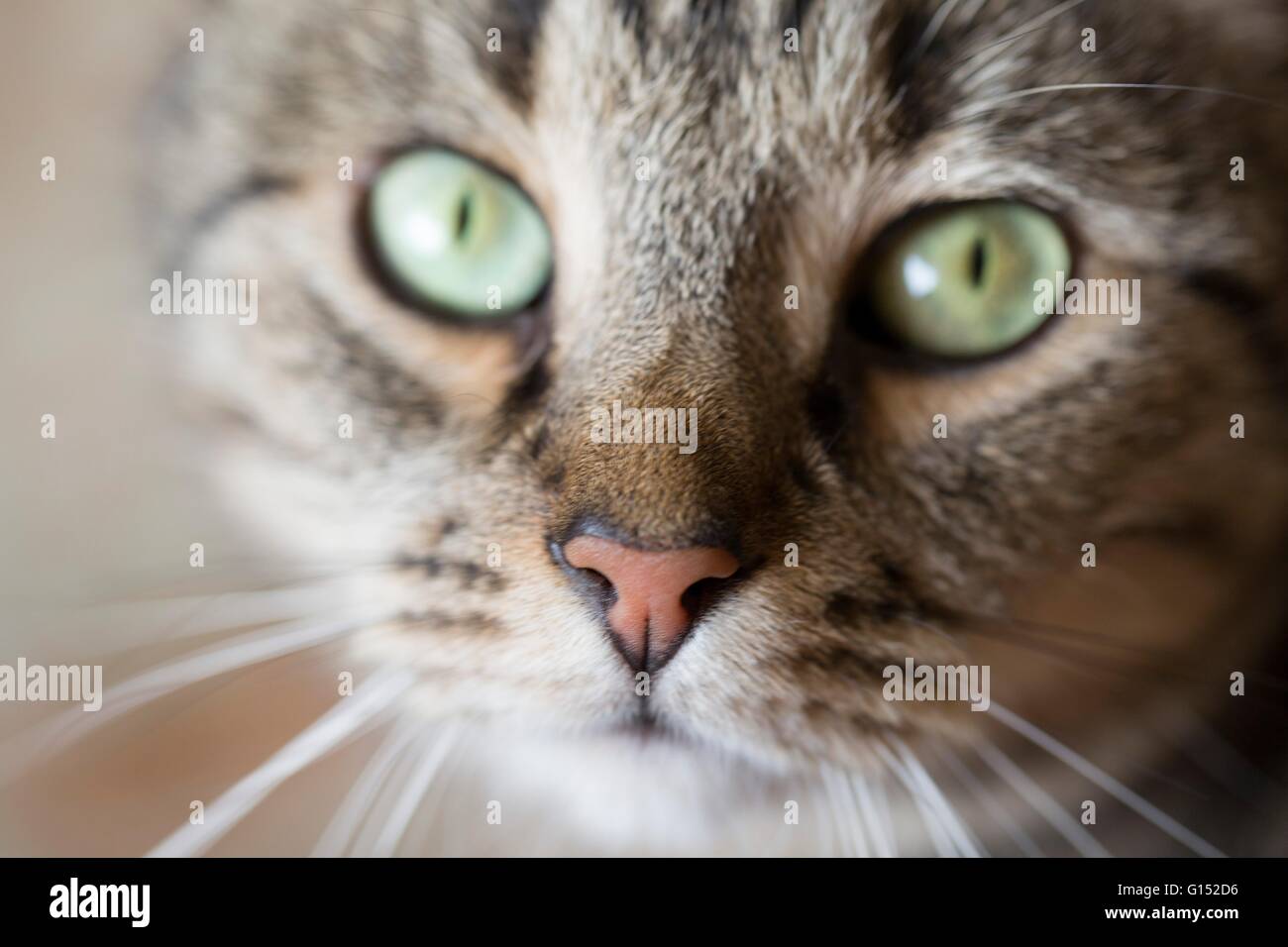 Close-up di tabby gatto con gli occhi verdi Foto Stock