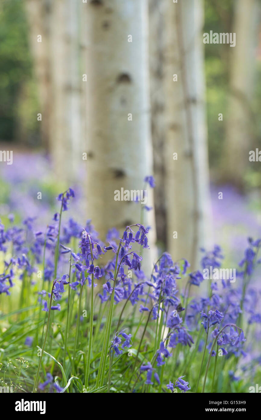 Hyacinthoides non scripta. Bluebells in argento tra alberi di betulla. Inghilterra Foto Stock