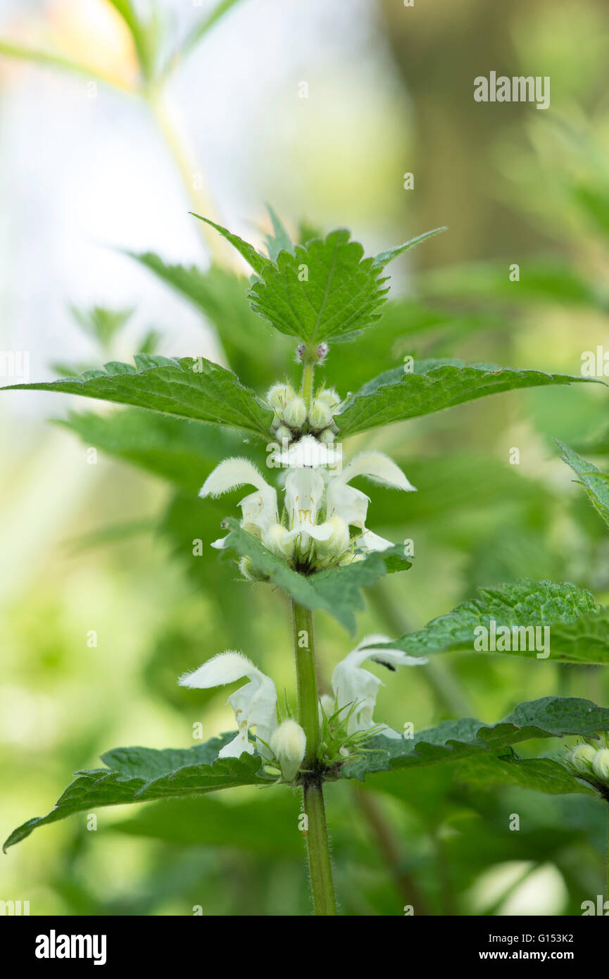 Lamium album. Deadnettle bianca fioritura Foto Stock