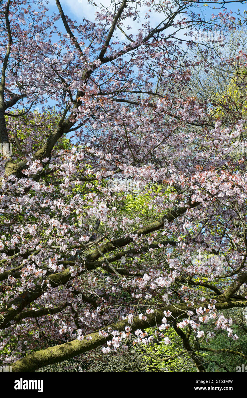 Prunus sargentii. Sargents cherry tree blossom a Westonbirt Arboretum. Gloucestershire, Inghilterra Foto Stock