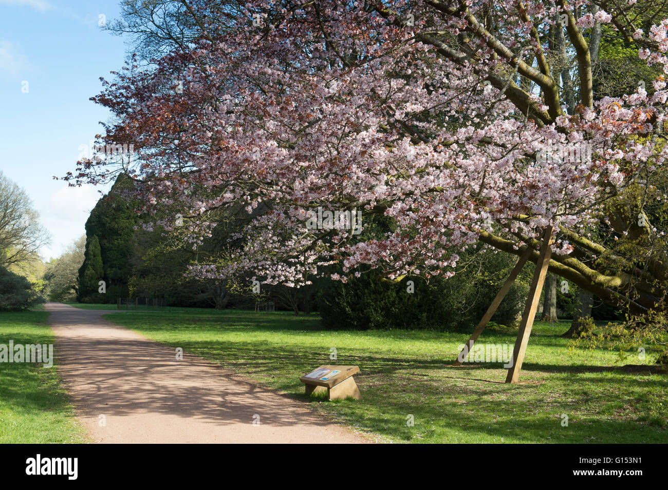 Prunus sargentii. Sargents ciliegio in fiore a Westonbirt Arboretum. Gloucestershire, Inghilterra Foto Stock