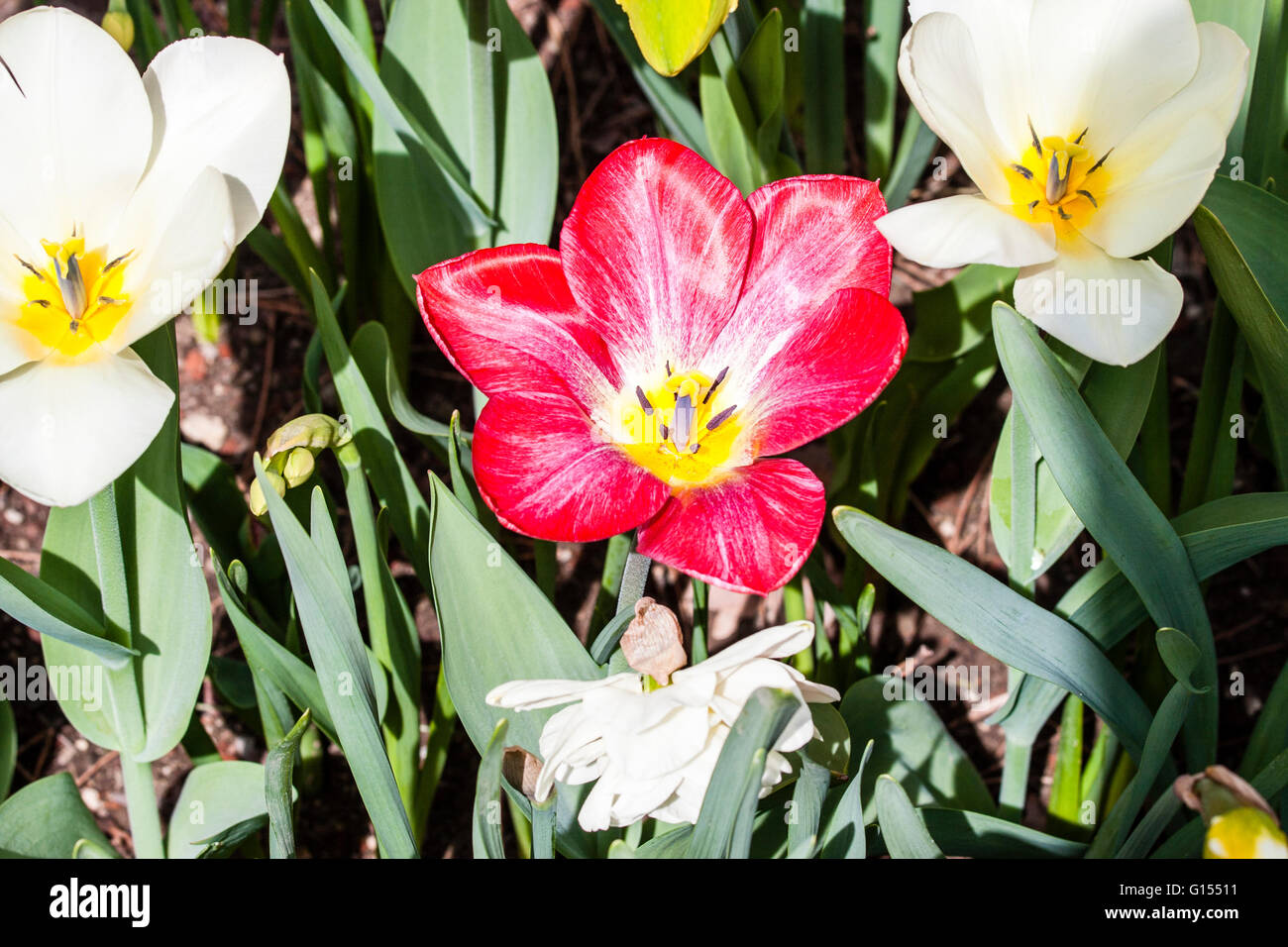 Tulipa, Tulipa Flaming purissima Foto Stock