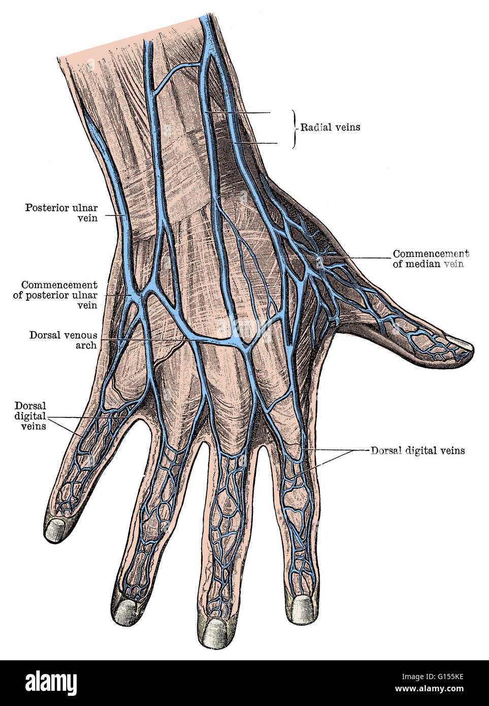 Vista superficiale di un essere umano il dorso della mano e le dita. Questa illustrazione Vista superficiale di un essere umano il dorso della mano e le dita. Questa illustrazione