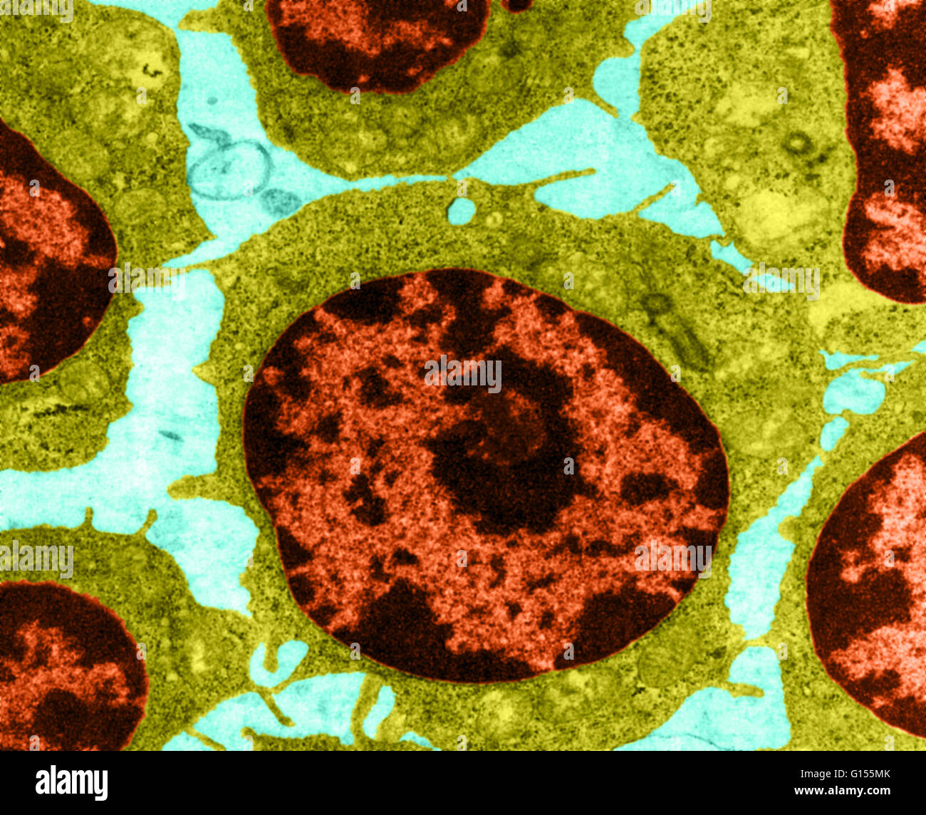 Scoprire l'invisibile: l'arte della microscopia elettronica - Telethon