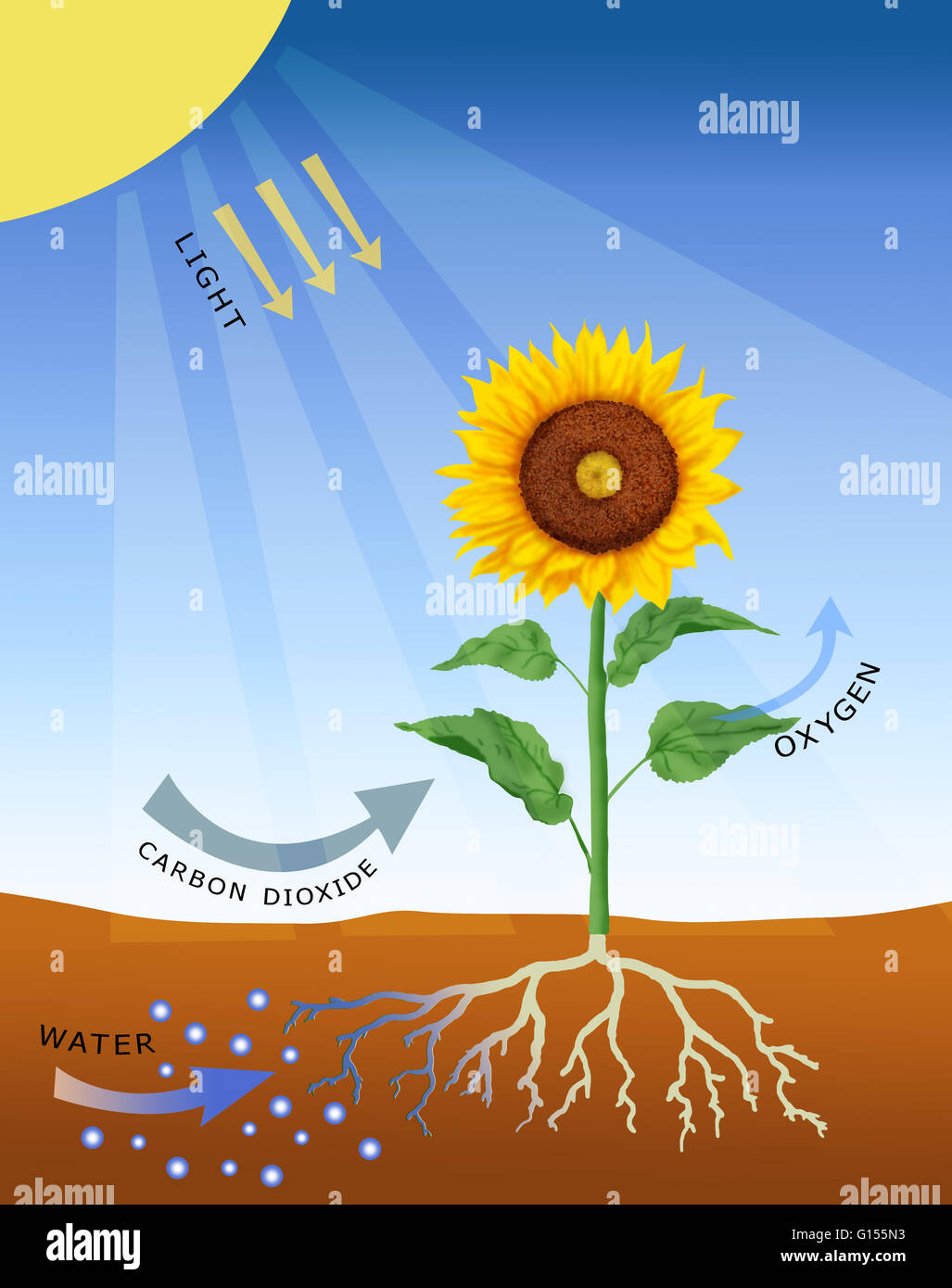 La fotosintesi, computer grafica. La fotosintesi è il processo mediante il quale la maggior parte delle piante (così come le alghe e alcuni batteri) convertono la luce solare in energia chimica. Questa energia viene utilizzata per produrre carboidrati, quali amido, che viene immagazzinato e utilizzato per crescere Foto Stock