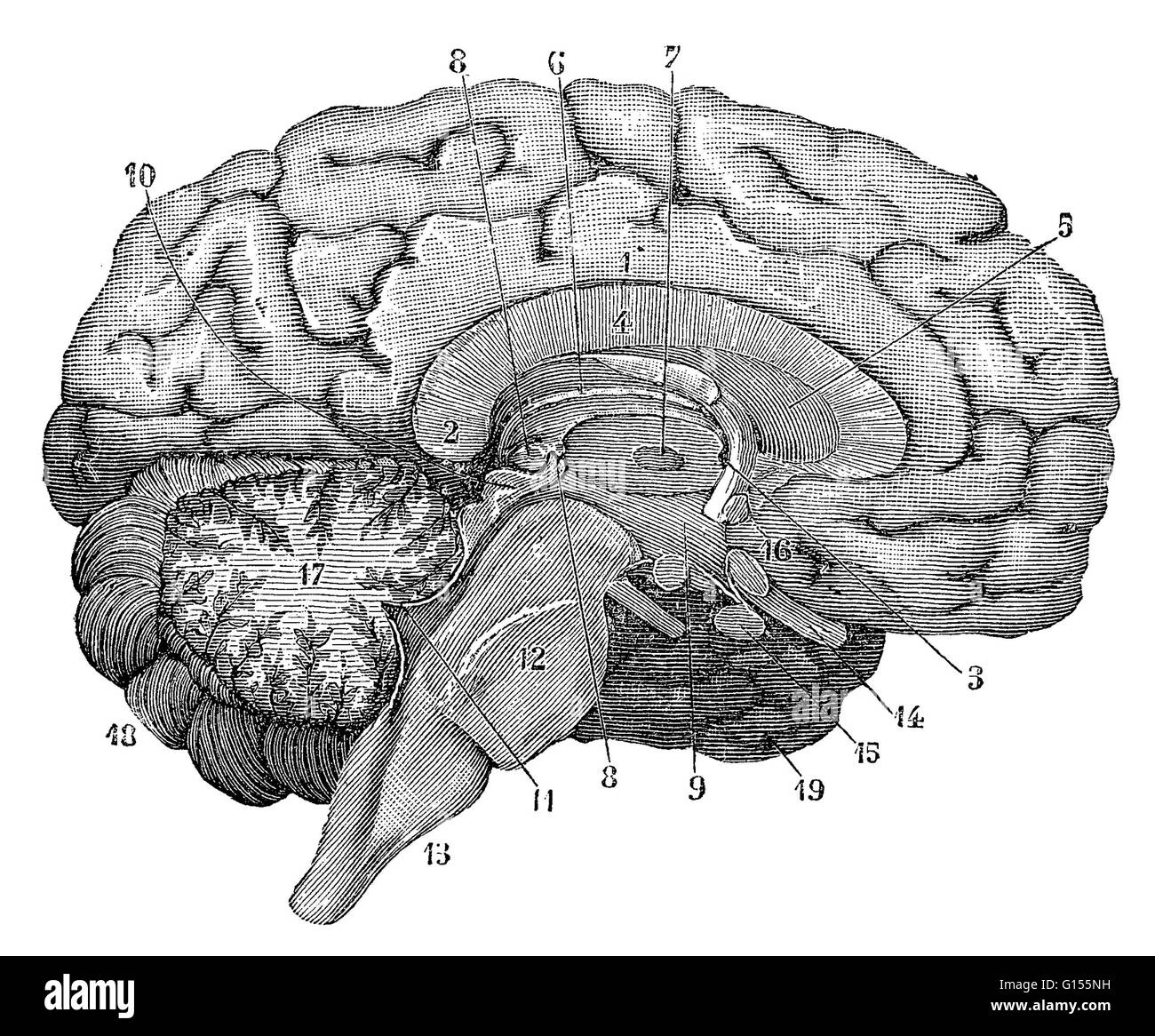 Illustrazione di una sezione trasversale del cervello che mostra parti come il cervello, cervelletto, corpo calloso, micollo allungato, lobo temporale, l'ipotalamo, lobo frontale, sistema limbico, corpo calloso, lobo parietale, talamo, lobo occipitale, mesencefalo, Foto Stock