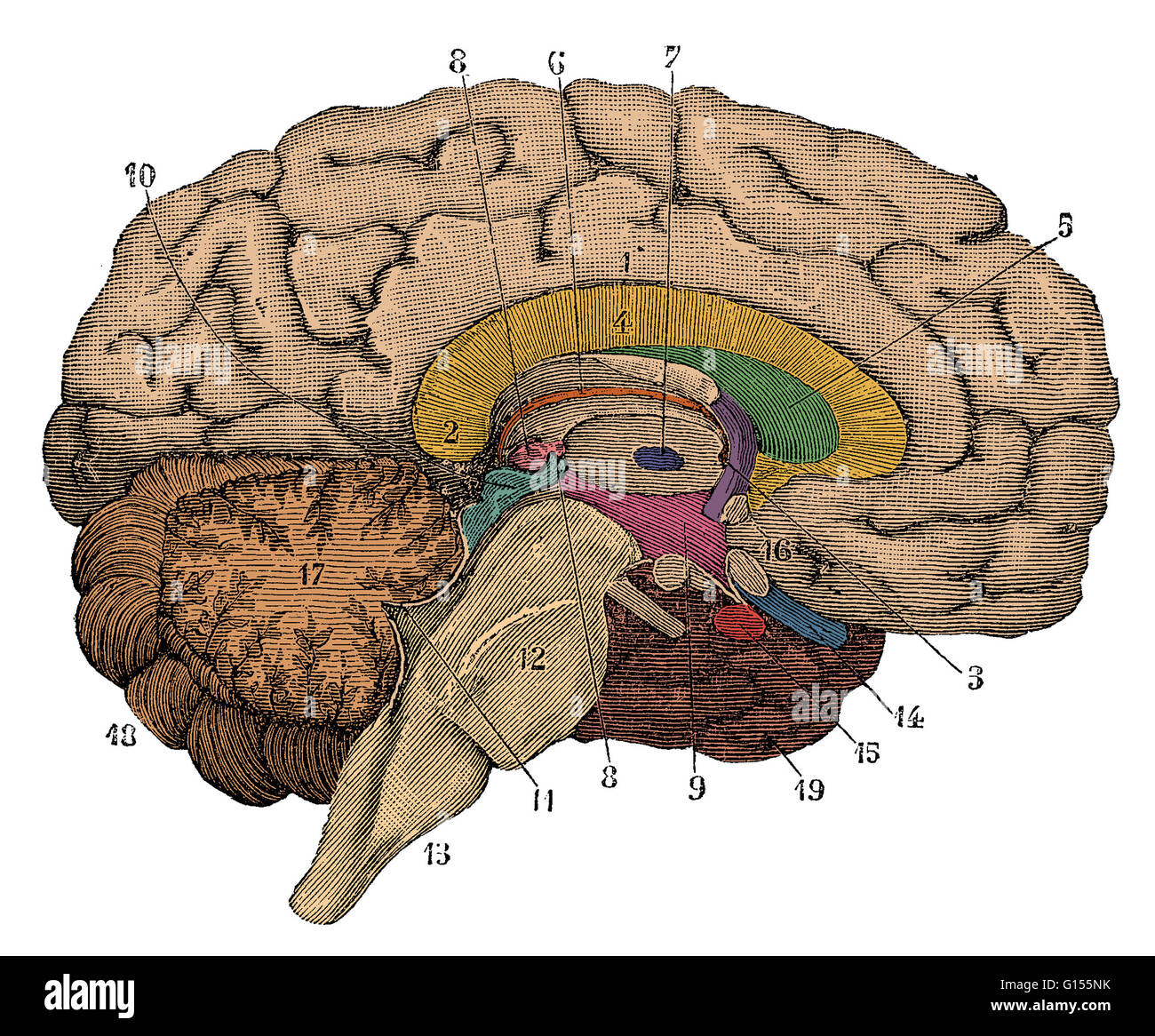 Colore esaltato illustrazione di una sezione trasversale del cervello che mostra parti come il cervello, cervelletto, corpo calloso, micollo allungato, lobo temporale, l'ipotalamo, lobo frontale, sistema limbico, corpo calloso, lobo parietale, talamo, l occipitale Foto Stock