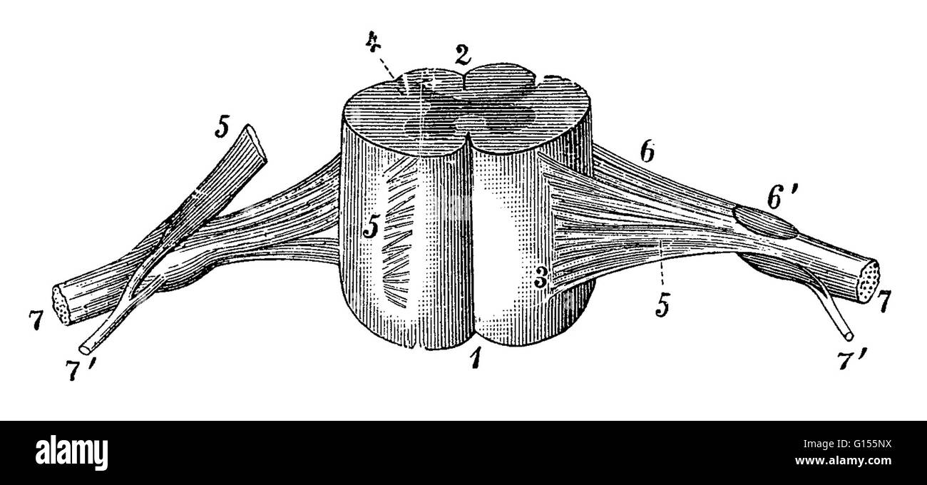 Illustrate il segmento della medulla spinalis (midollo spinale), aspetto anteriore, che mostra la sezione posteriore setto mediano, pia importa, radice dorsale zona di entrata, ventrale e della radice dorsale di filamenti, ganglio della radice dorsale e i nervi spinali. Questo è uno storico illustra Foto Stock