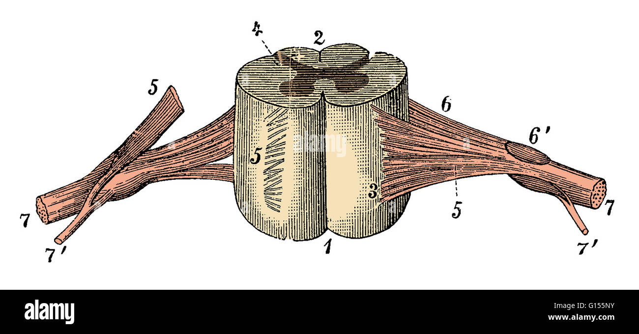 Colore esaltato illustrato il segmento della medulla spinalis (midollo spinale), aspetto anteriore, che mostra la sezione posteriore setto mediano, pia importa, radice dorsale zona di entrata, ventrale e della radice dorsale di filamenti, ganglio della radice dorsale e i nervi spinali. Questo è un hist Foto Stock
