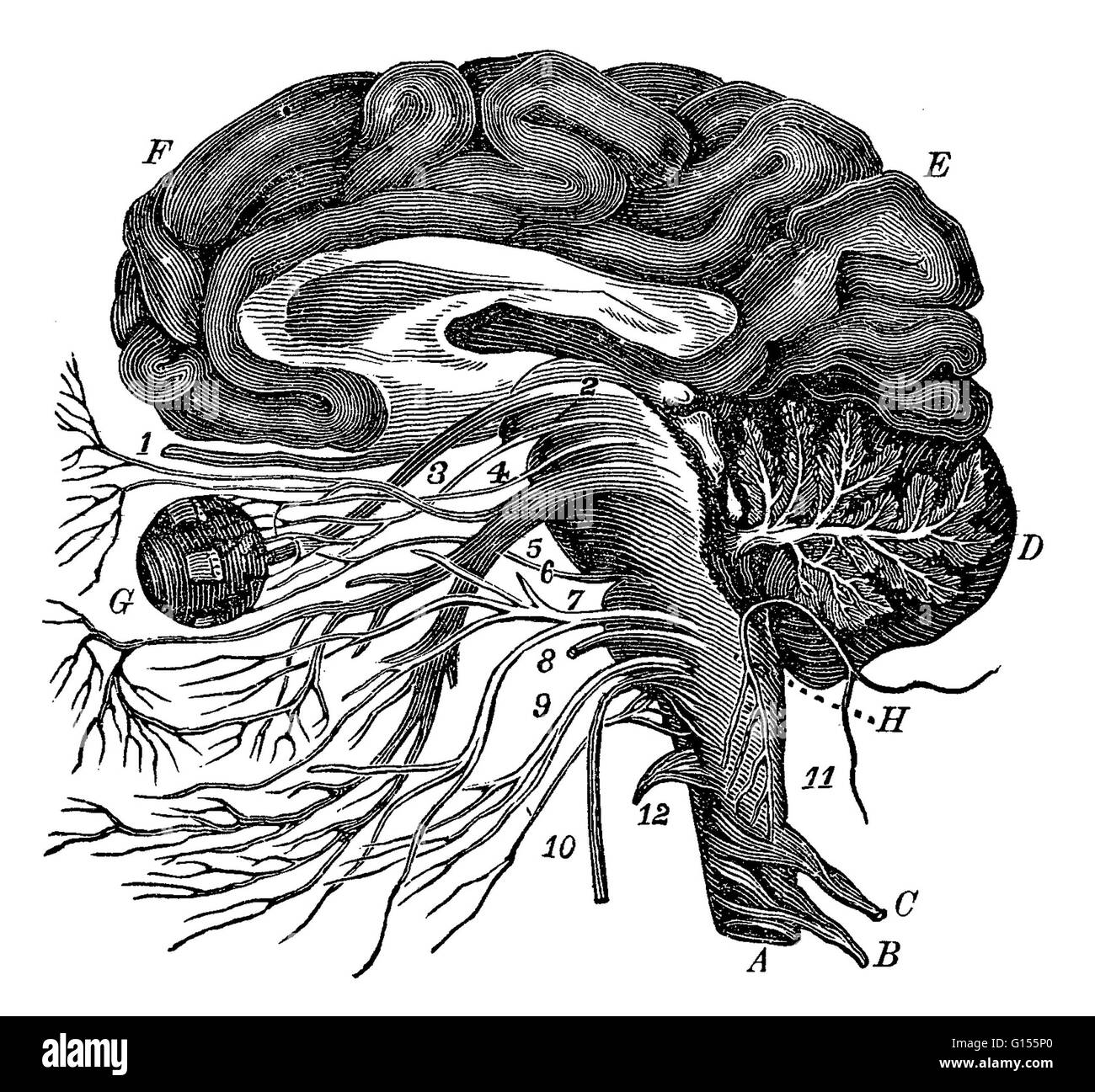 Illustrazione del cervello, che mostra l'origine dei dodici paia di nervi cranici: olfattiva, ottiche, oculomotor, trocleare, trigeminal, abducens, del viso, vestibulocochlear, glossopharyngeal, vago, accessorio, ipoglosso e. Foto Stock